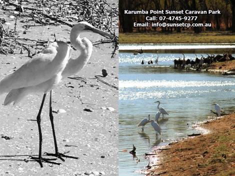 Karumba Point Sunset Caravan Park Wildlife, Sunset View, Birds